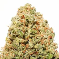 Strawberry Cake Feminizada de Heavyweight Seeds