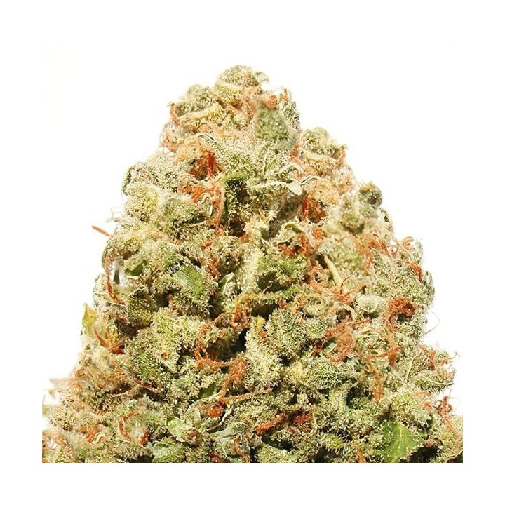Strawberry Cake Feminizada de Heavyweight Seeds