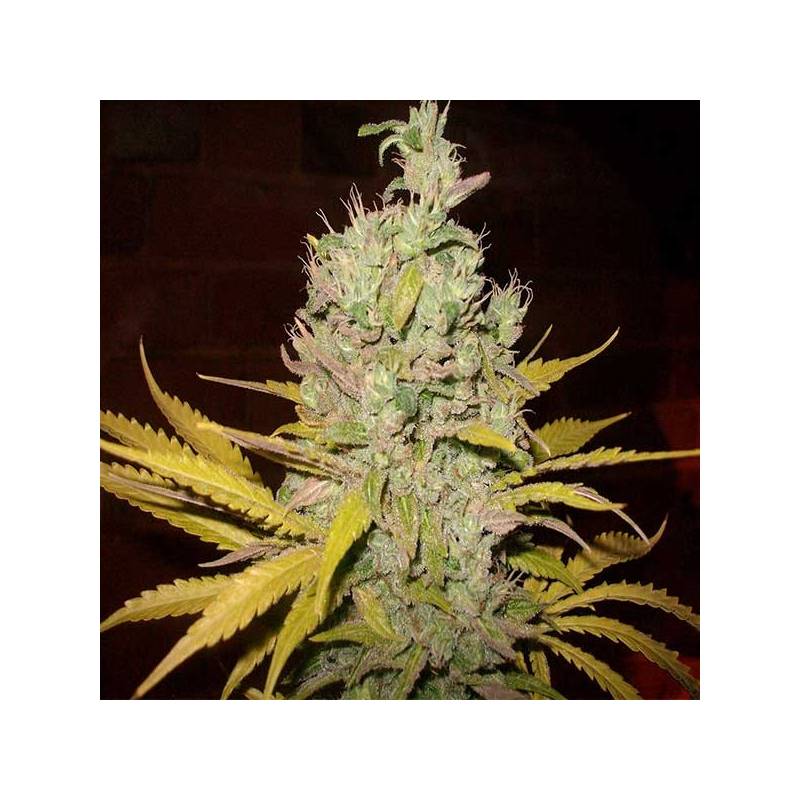 Botafumeiros Feminizada de Sweet Seeds