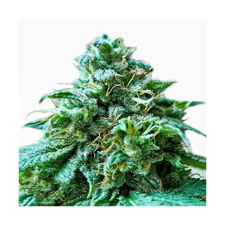 Superb Og Feminizada de Heavyweight Seeds