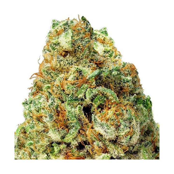 Turbo Bud Autofloreciente Feminizada de Heavyweight Seeds