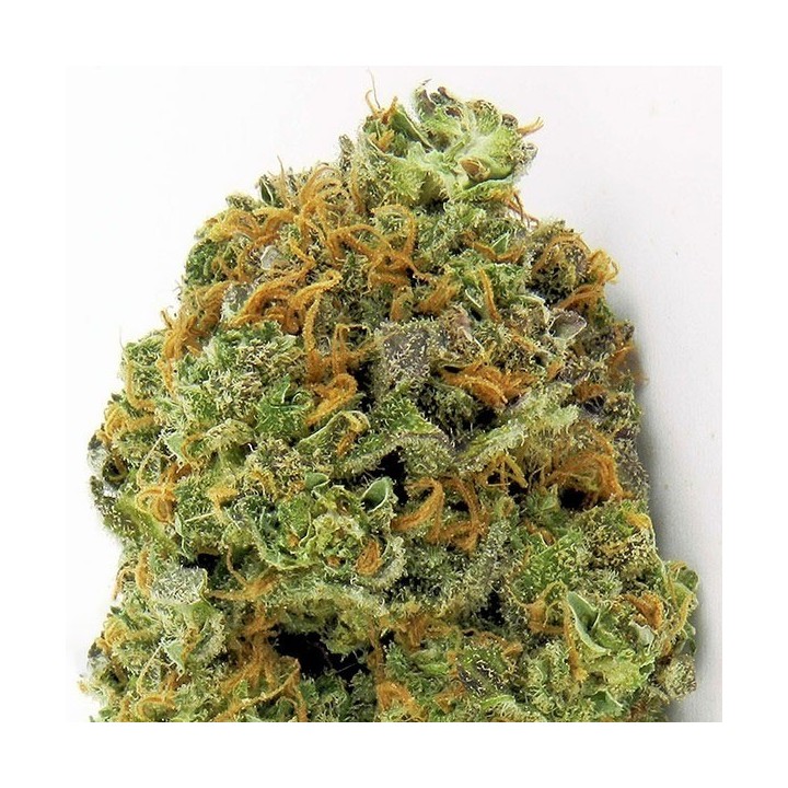 Wipeout Express Autofloreciente Feminizada de Heavyweight Seeds