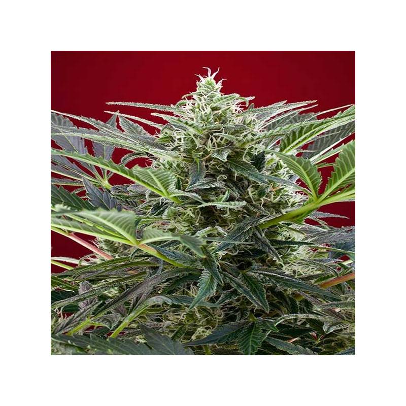 Cream 47 Feminizada de Sweet Seeds