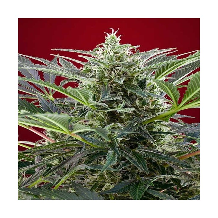 Cream 47 Feminizada de Sweet Seeds