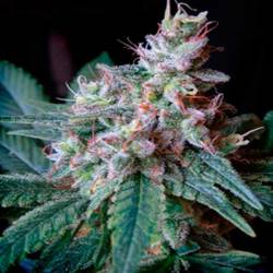 Cream Caramel Feminizada de Sweet Seeds