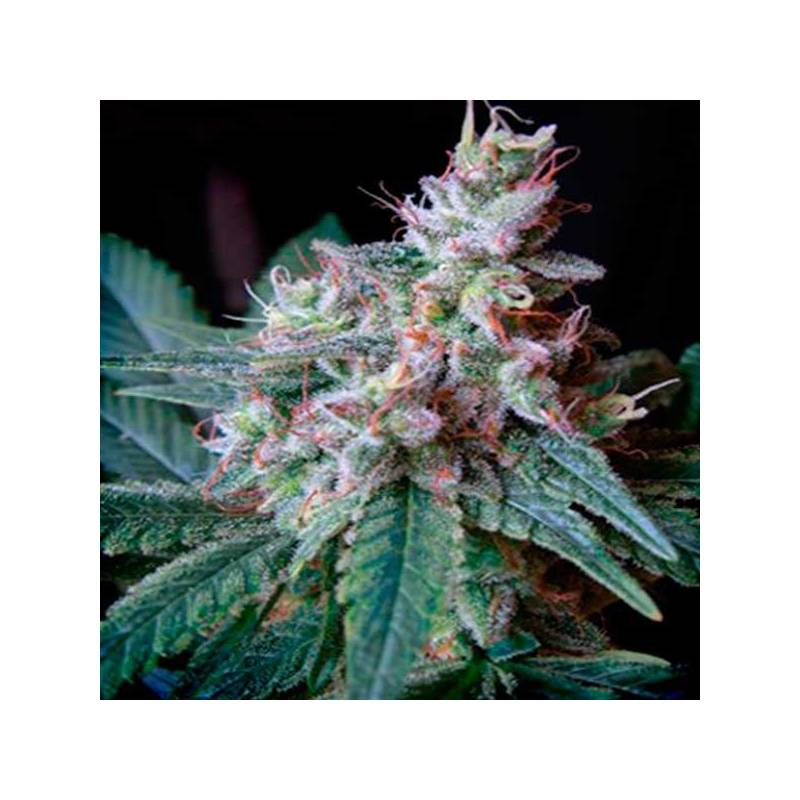 Cream Caramel Feminizada de Sweet Seeds