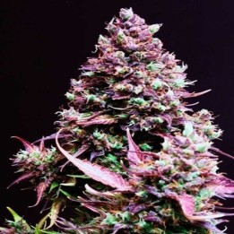 Cream Caramel Autofloreciente Feminizada de Sweet Seeds