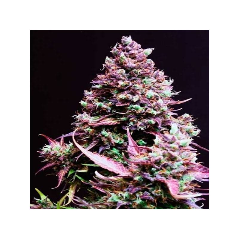 Cream Caramel Autofloreciente Feminizada de Sweet Seeds