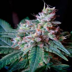 Cream Caramel F1 Fast Version Feminizada de Sweet Seeds