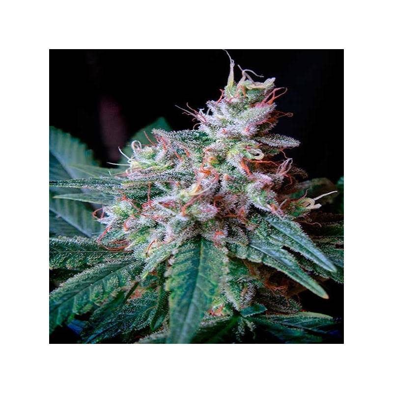 Cream Caramel F1 Fast Version Feminizada de Sweet Seeds