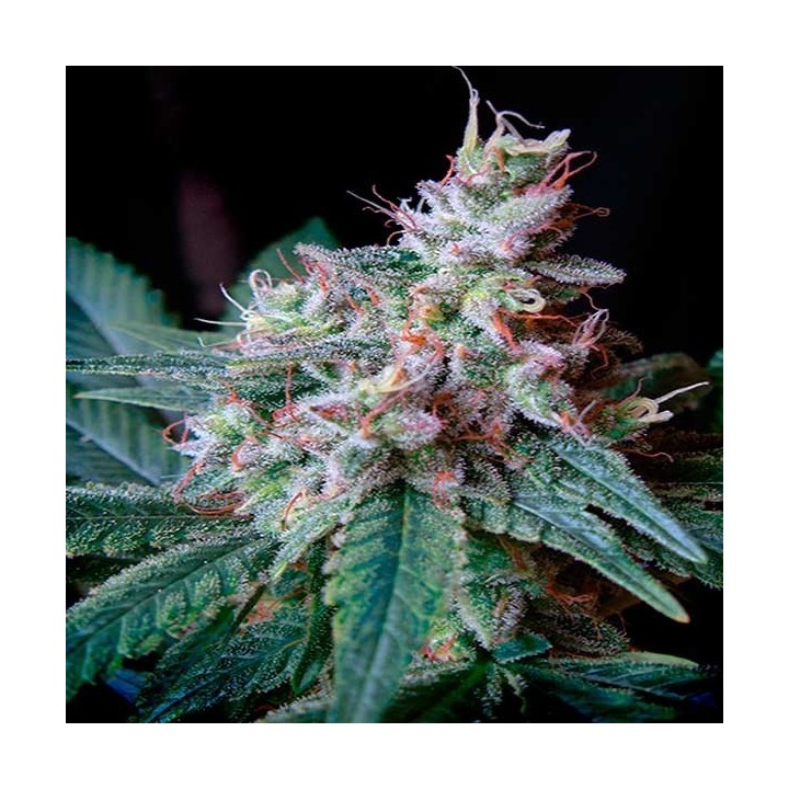 Cream Caramel F1 Fast Version Feminizada de Sweet Seeds