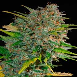 Cream Mandarine Autofloreciente