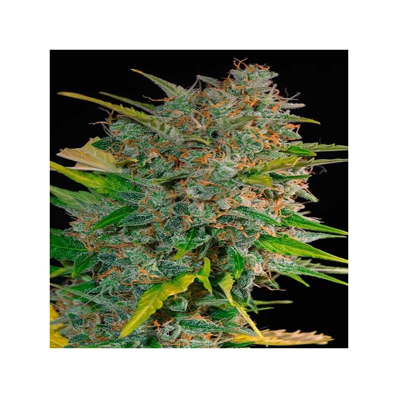 Cream Mandarine Autofloreciente Feminizada de Sweet Seeds