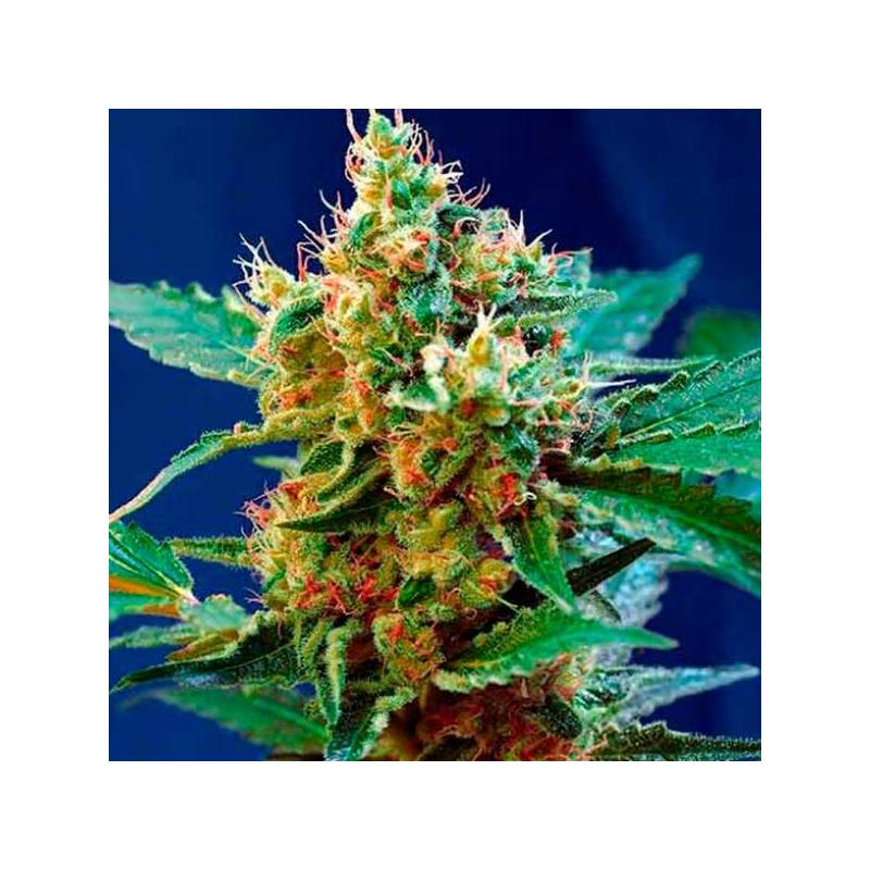 Cream Mandarine F1 Fast Version Feminizada de Sweet Seeds