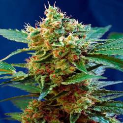 Cream Mandarine XL Autofloreciente Feminizada de Sweet Seeds