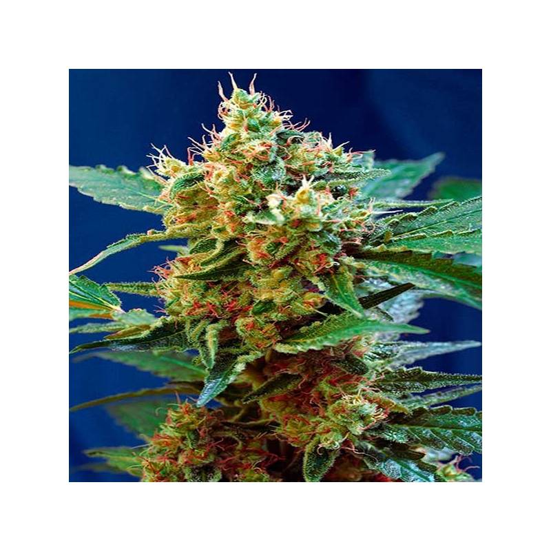 Cream Mandarine XL Autofloreciente Feminizada de Sweet Seeds