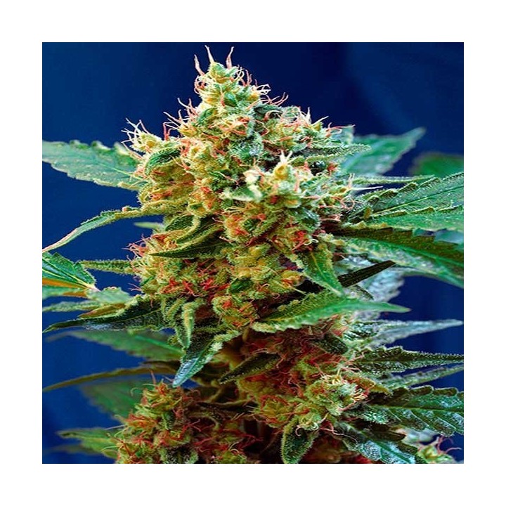 Cream Mandarine XL Autofloreciente Feminizada de Sweet Seeds