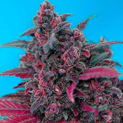 Dark Devil Autofloreciente Feminizada de Sweet Seeds