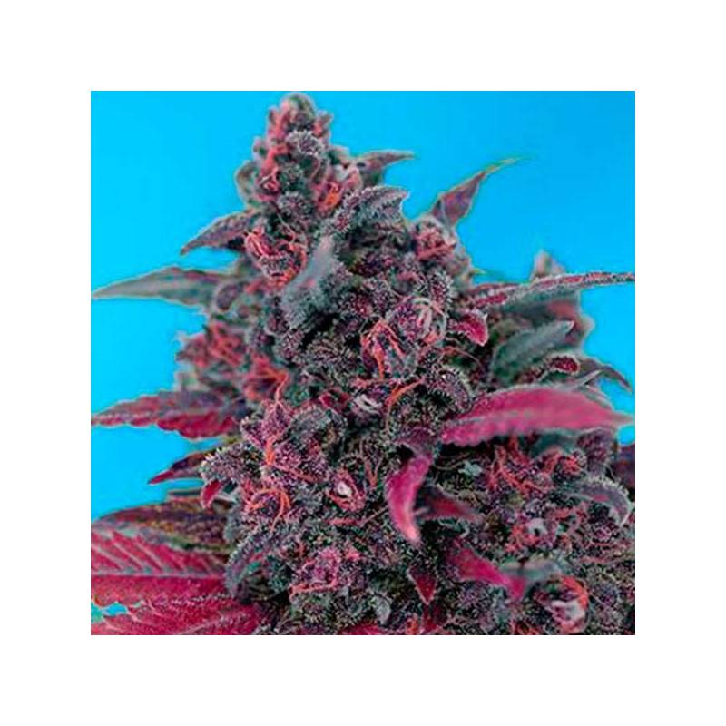 Dark Devil Autofloreciente Feminizada de Sweet Seeds