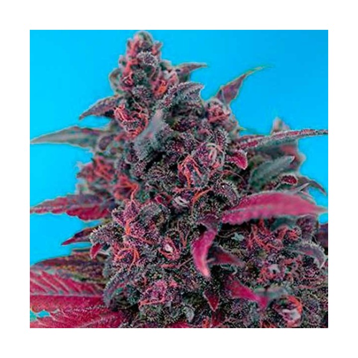 Dark Devil Autofloreciente Feminizada de Sweet Seeds