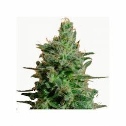 AK Feminizada de Bulk Seeds Bank