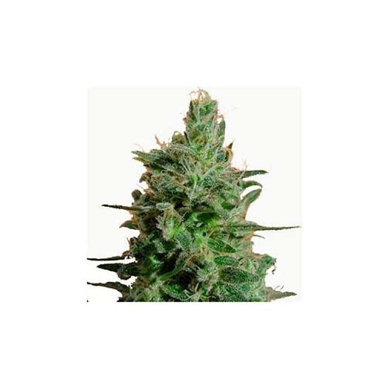 AK Feminizada de Bulk Seeds Bank