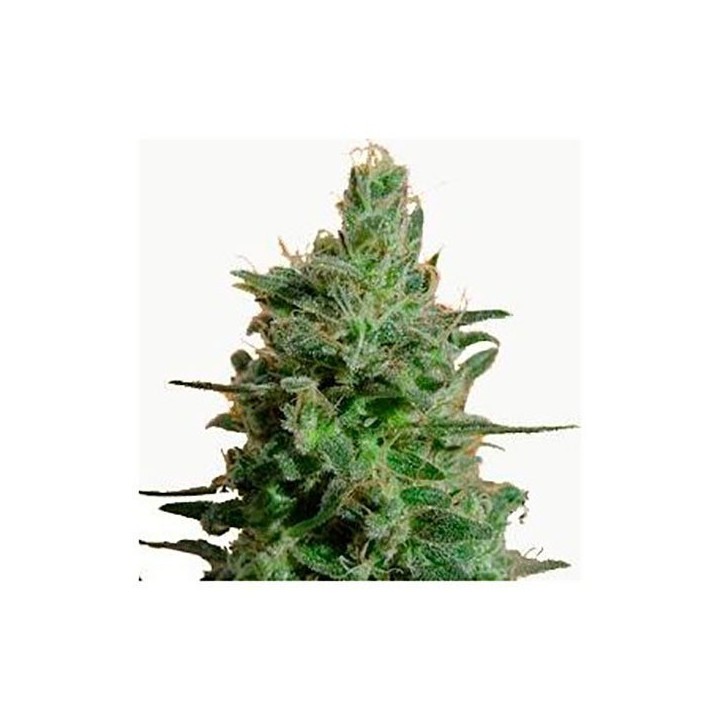 AK Feminizada de Bulk Seeds Bank