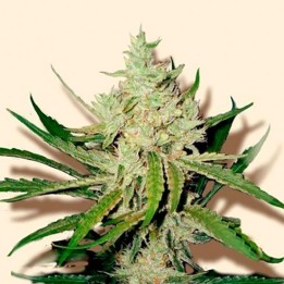 Amnesia Haze Feminizada de Bulk Seeds Bank