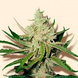 Amnesia Haze Feminizada