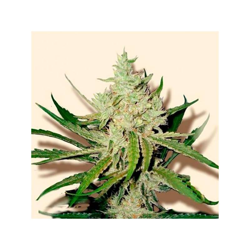 Amnesia Haze Feminizada de Bulk Seeds Bank