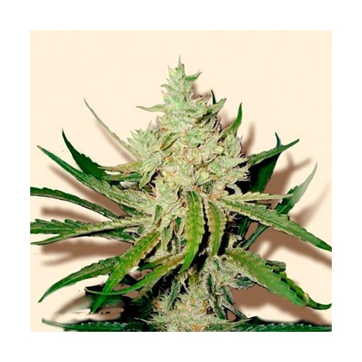 Amnesia Haze Feminizada de Bulk Seeds Bank