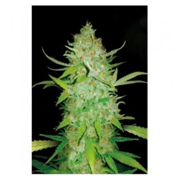 AK-47 Autofloreciente Feminizada de Bulk Seeds Bank