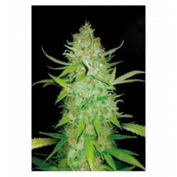 AK-47 Autofloreciente Feminizada de Bulk Seeds Bank