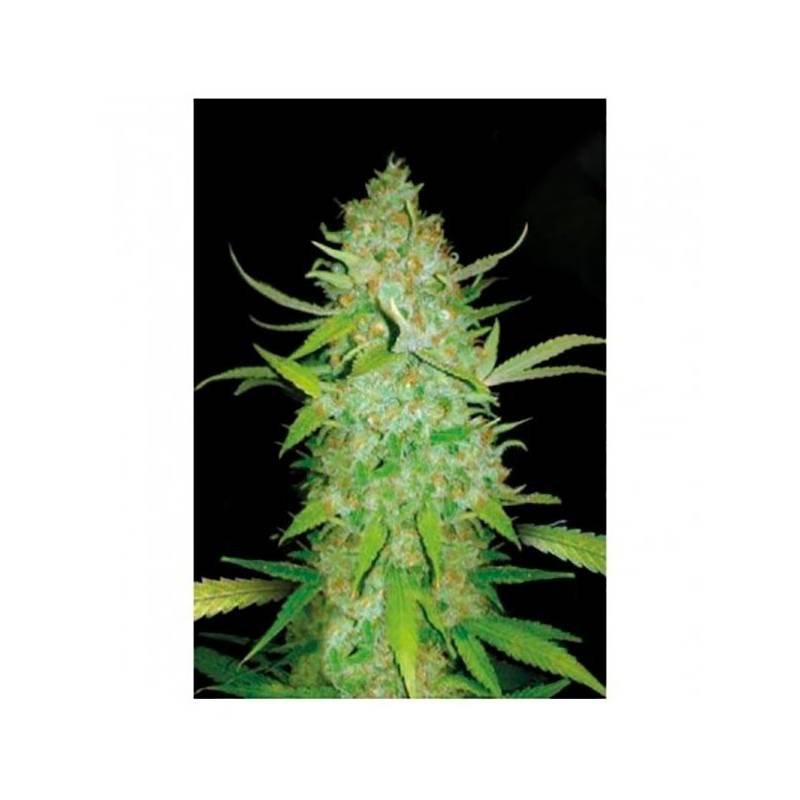 AK-47 Autofloreciente Feminizada de Bulk Seeds Bank