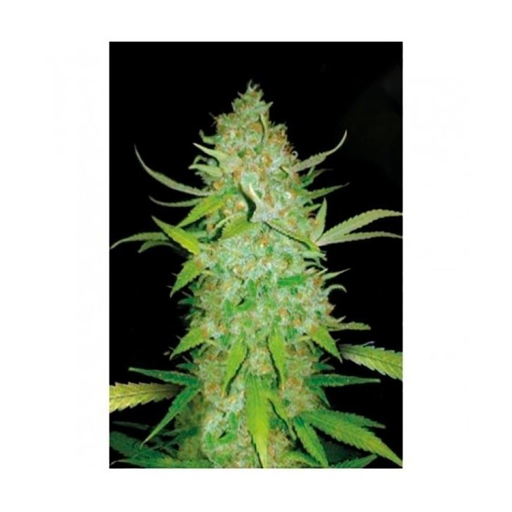 AK-47 Autofloreciente Feminizada de Bulk Seeds Bank