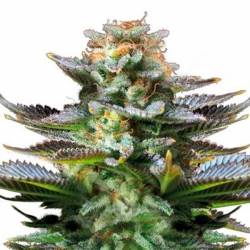 Amnesia Autofloreciente Feminizada de Bulk Seeds Bank