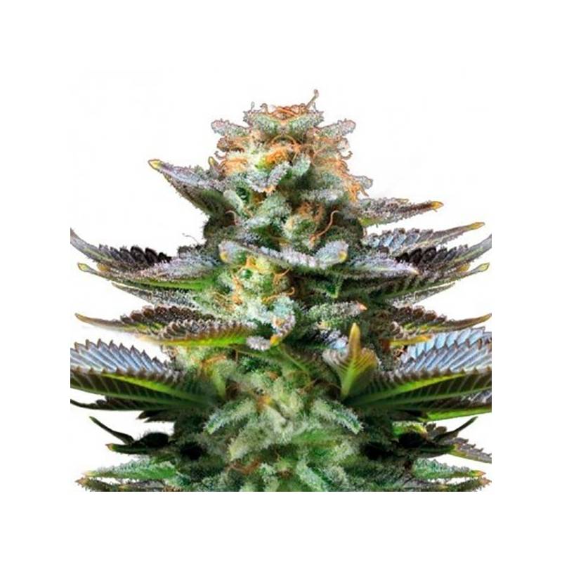 Amnesia Autofloreciente Feminizada de Bulk Seeds Bank