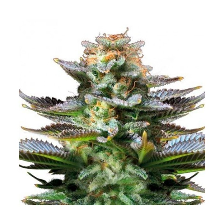 Amnesia Autofloreciente Feminizada de Bulk Seeds Bank
