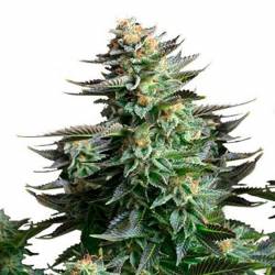 Amnesia Haze Autofloreciente Feminizada de Bulk Seeds Bank