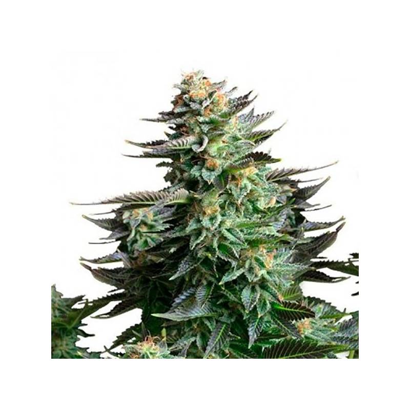 Amnesia Haze Autofloreciente Feminizada de Bulk Seeds Bank