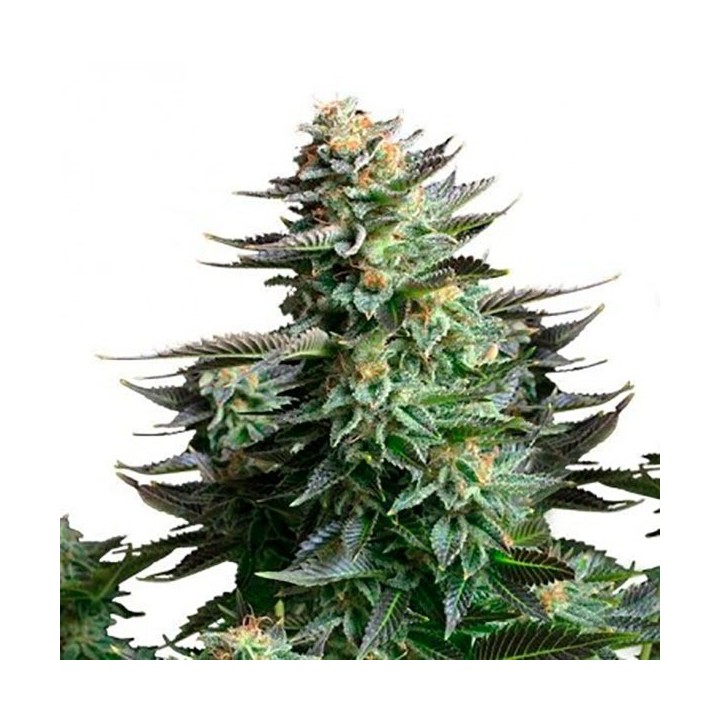 Amnesia Haze Autofloreciente Feminizada de Bulk Seeds Bank