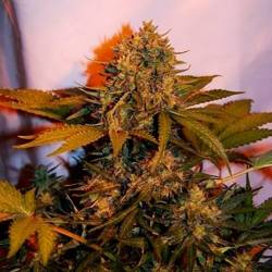 Big Bud Autofloreciente Feminizada de Bulk Seeds Bank