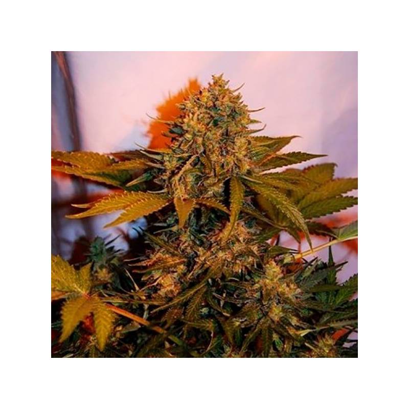 Big Bud Autofloreciente Feminizada de Bulk Seeds Bank