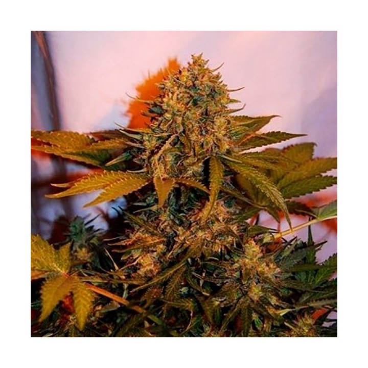 Big Bud Autofloreciente Feminizada de Bulk Seeds Bank