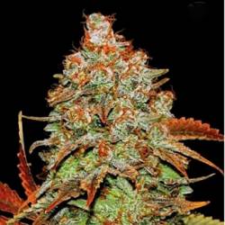 Bubblegum Autofloreciente Feminizada de Bulk Seeds Bank