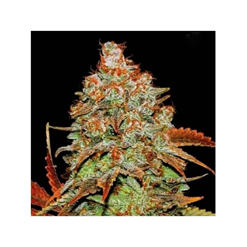 Bubblegum Autofloreciente Feminizada de Bulk Seeds Bank