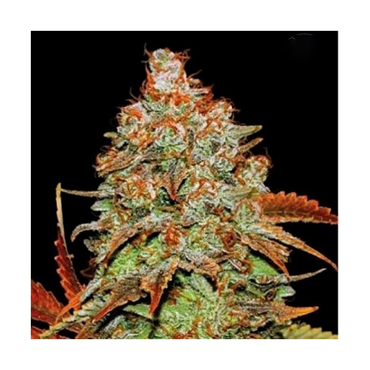 Bubblegum Autofloreciente Feminizada de Bulk Seeds Bank