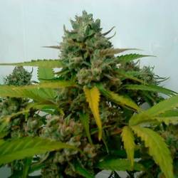 Caramel King Autofloreciente Feminizada de Bulk Seeds Bank