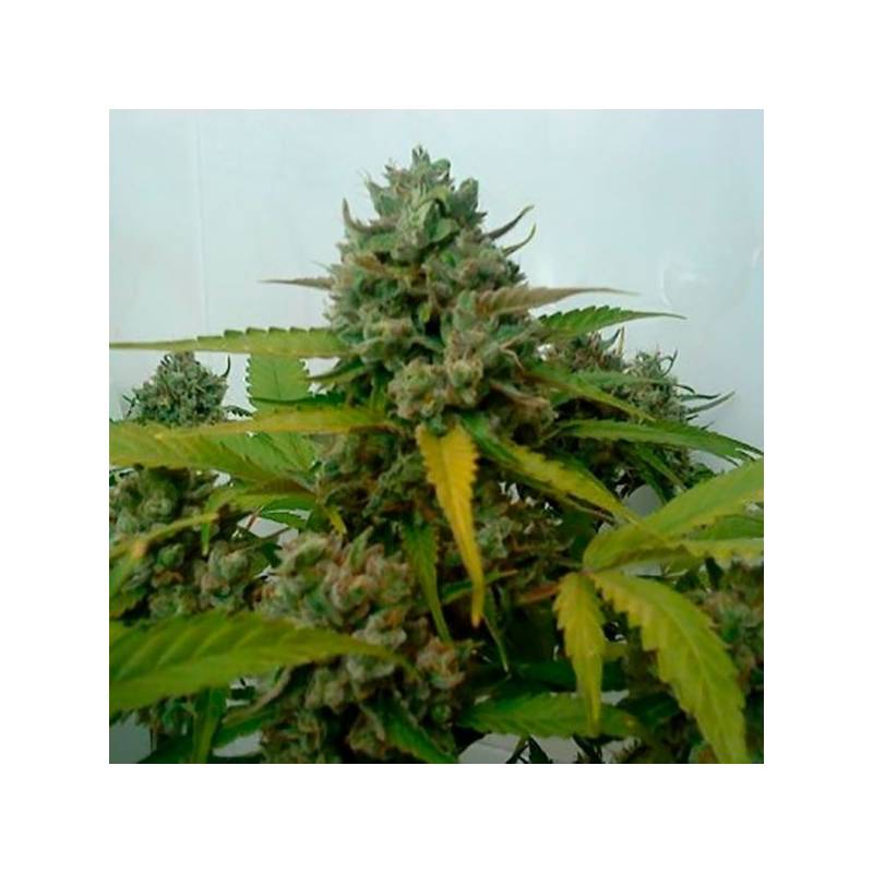 Caramel King Autofloreciente Feminizada de Bulk Seeds Bank