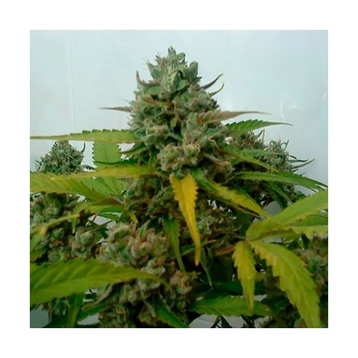 Caramel King Autofloreciente Feminizada de Bulk Seeds Bank